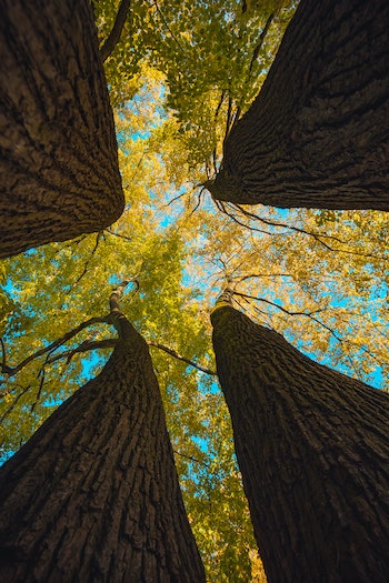 Growing Trees in the Forest