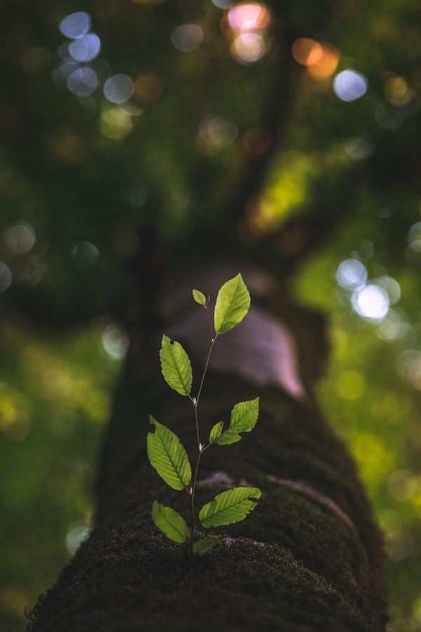Tree Growing